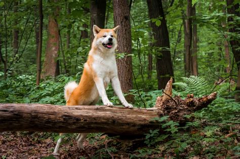 Best Akita Breeders In The U.S.: 7 Places To Find A Pet