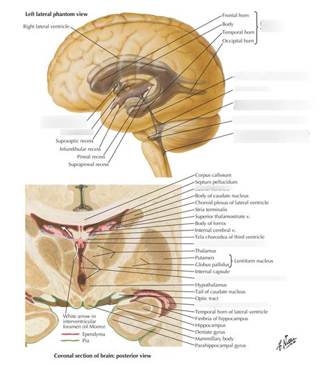 ventricular anatomy diagram quizlet