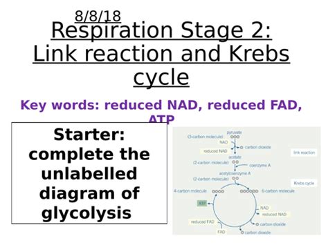 Aqa A Level Biology Link Reaction And Krebs Cycle Teaching Resources