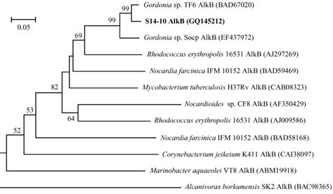 Phylogenetic Tree Based On Part Ial Amino Acid Sequences Of AlkB From