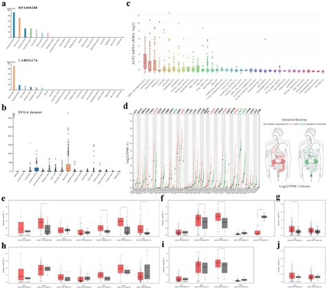 ACE2 expression levels in human cancers. (a) The protein expressions of ...