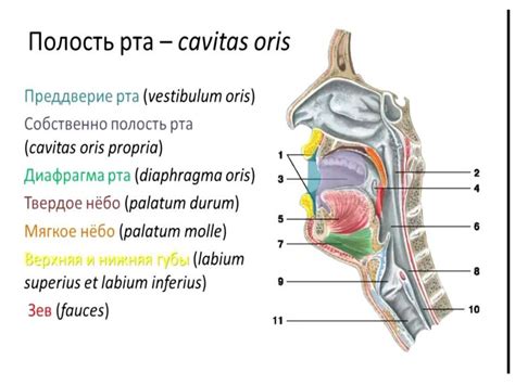 Полость рта - презентация онлайн