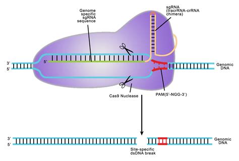 Crispr Cas