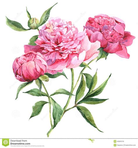 Vintage Peony Botanical Prints Pink Vintage P Ideas For Decorations