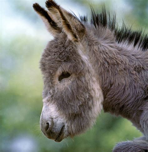 Livestock Farming Donkeys Mules Breeding Britannica