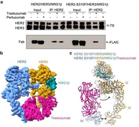 Structures Of The Active Her Her Receptor Complex Reveal Dynamics At