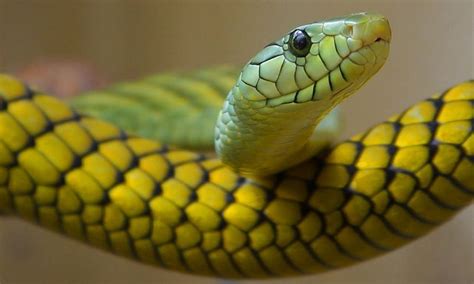 Sonhar Cobra no Jogo do Bicho Números da Sorte