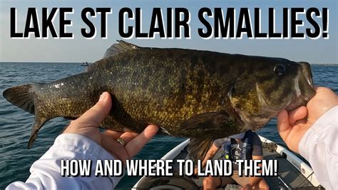 Lake St Clair Smallmouth Bass Fishing Report For June Bass Manager