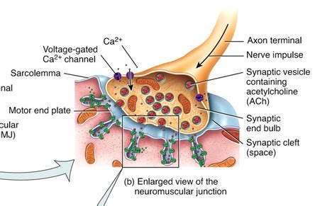 13 Neuromuscular Junction Flashcards Quizlet