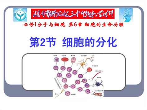 高三生物第一轮复习课件 细胞的分化 Word文档在线阅读与下载 无忧文档