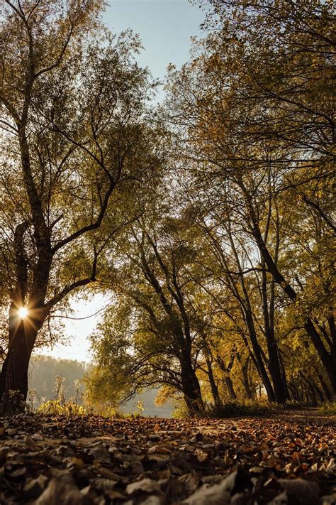 Imagen Gratis Mancha Solar Rama Rayos De Sol Sol Pista Forestal