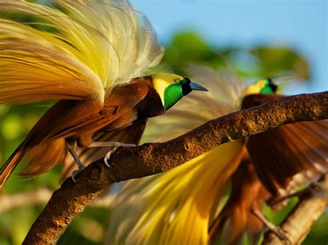 8 Of World S Most Exotic Birds By Sweeney Feeders