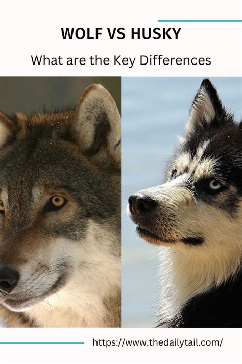 Wolf Vs Husky What Are The Key Differences