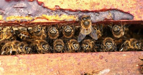 European Honey Bee Apis Mellifera Bee Space Bee Hive In Normandy