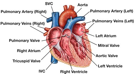 Anatomy Of The Human Heart Labeled