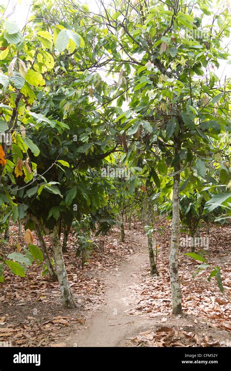 Les Gousses De Cacao Sur Un Arbre Dukoue C Te D Ivoire C Te D Ivoire