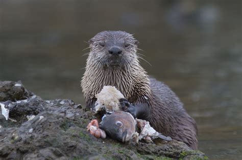 River Otter devouring large fish | Galen Leeds Photography