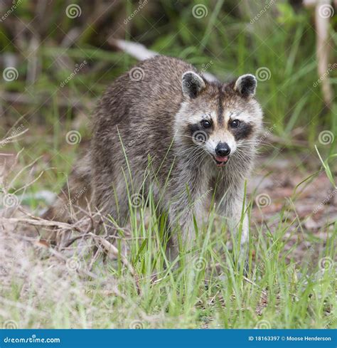 Raccoon Stock Image Image Of Animal Creature Mouth 18163397