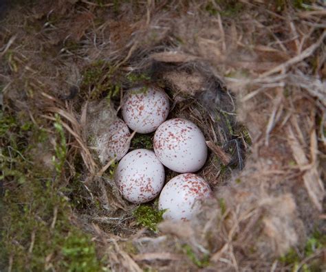 Black Capped Chickadee Nest And Eggs Avian Report