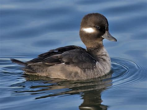 Bufflehead - Sea Duck Joint Venture