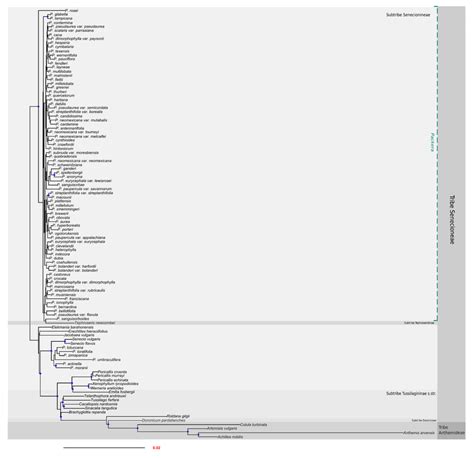 Plastome Phylogeny Produced Using A Concatenated Approach Inferred