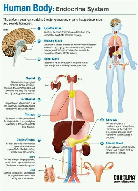 Endocrine Gland Human Anatomy And Physiology Endocrine System