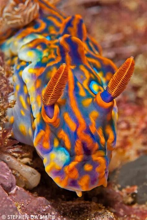 Pin By Sheri Schneider On Under The Sea Sea Slug Beautiful Sea