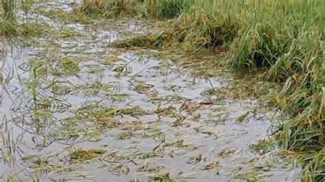 Puluhan Hektare Sawah Siap Panen Terendam Banjir Di Aceh Tamiang