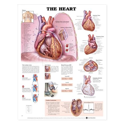 The Heart Anatomical Chart Poster Laminated Heart Anatomy