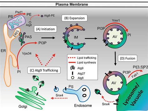 Intracellular Lipid Homeostasis And Trafficking In Autophagy Intechopen