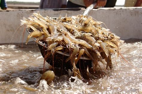 Camar N De Cultivo Sinaloa Y Sonora Son L Deres En Producci N