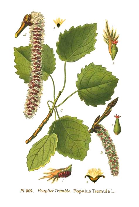 Populus Tremula Sistematica Etimologia Habitat Coltivazione