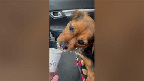 Puppy 🐶 Loves Starbucks Pup Cup Puppy Gets First Taste And Licks The