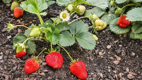 The Science Behind Thriving Strawberry Plants De Orchids