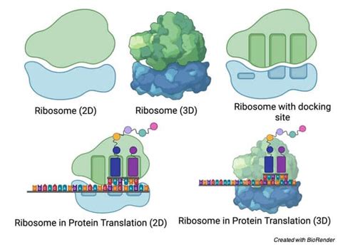 Ribosomes Definition Structure Types Functions And Diagram Phd Nest