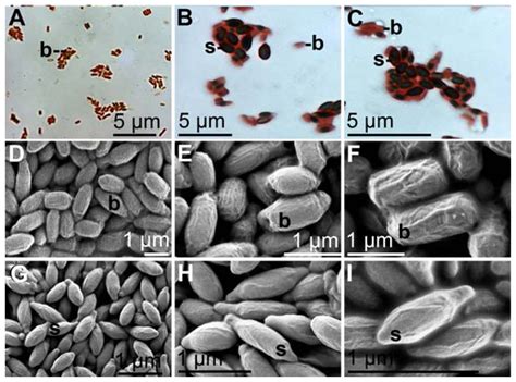 Marine Drugs Free Full Text Isolation And Characterization Of A Mn