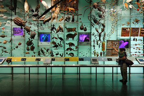 Hall Of Biodiversity American Museum Of Natural History Dominik Ogilvie