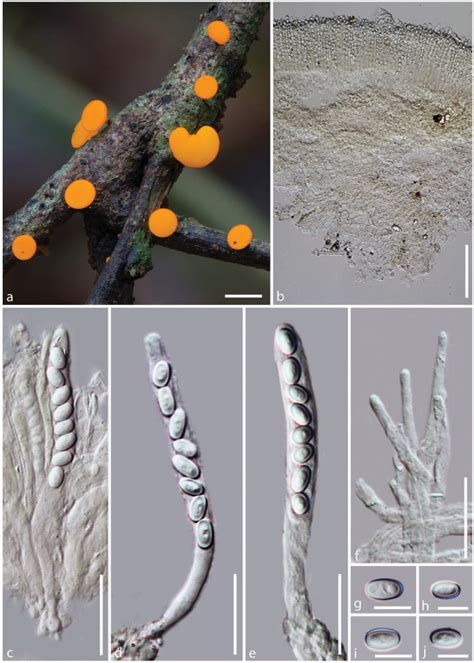 Acervus Stipitatus Facesoffungi Number FoF 02525 Faces Of Fungi