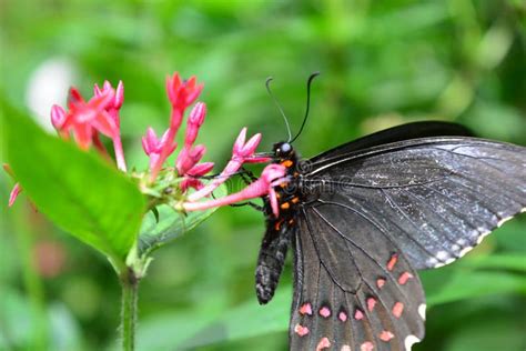 Mariposa Hermosa En Una Selva Tropical En Guatemala Foto De Archivo