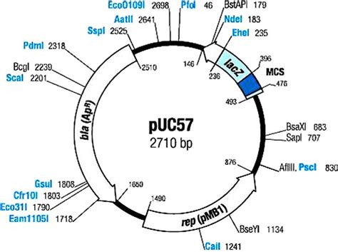 Puc57 Dna Plasmid Used As A Template In Qpcr Experiments Download