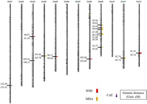 Plants Free Full Text The Mining Of Genetic Loci And The Analysis