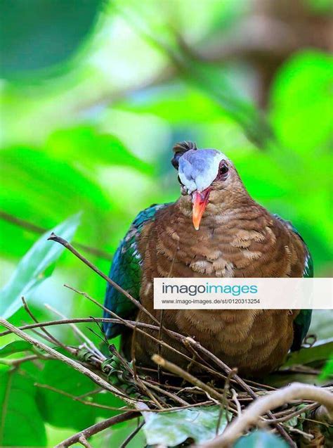 Emerald Dove Green Winged Pigeon Bird In Thailand Xfotosearchxlbrfx