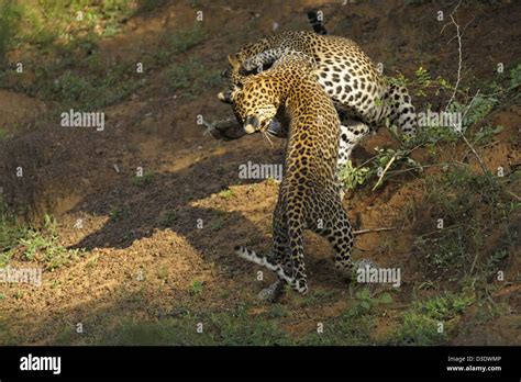 Two Leopards Play Fighting In Yala National Park Sri Lanka Stock Photo