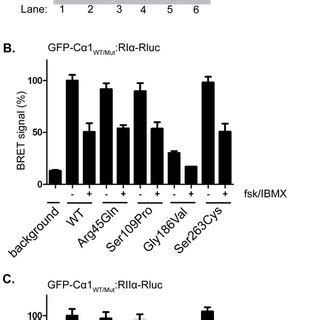 Assessment Of Pka Type I And Ii Holoenzyme Formation And Dissociation