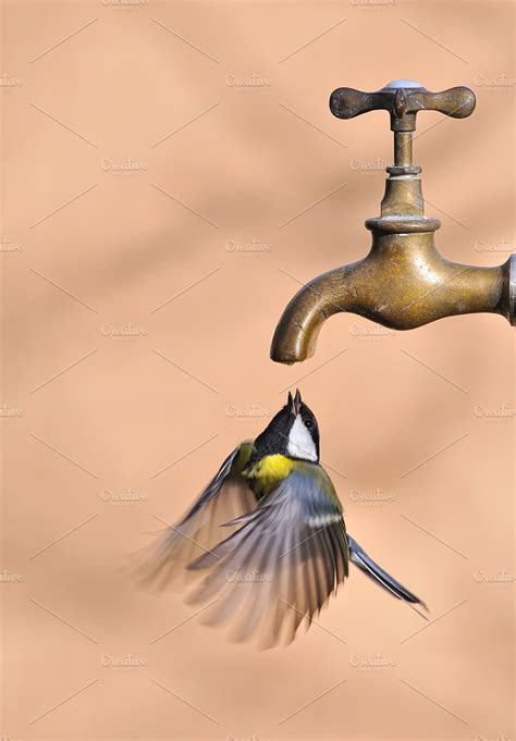 Bird drinking water. | High-Quality Animal Stock Photos ~ Creative Market