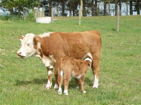 HEREMINIS: WHY HAVE MINIATURE HEREFORDS?