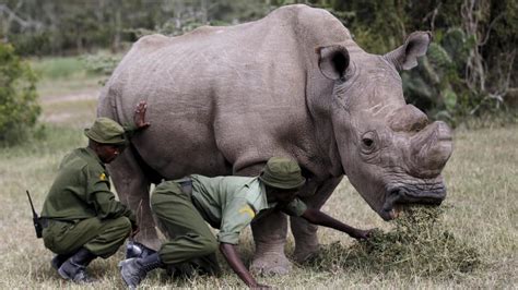 Wei Es Nashorn Sudan Der Letzte Breitmaulnashornbulle Ist Tot