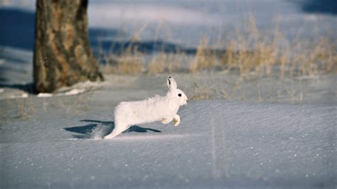 White Rabbit On White Surface Hd Wallpaper Wallpaper Flare