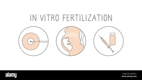 Conjunto De Iconos De Fertilización In Vitro Lineal Ilustración Simple