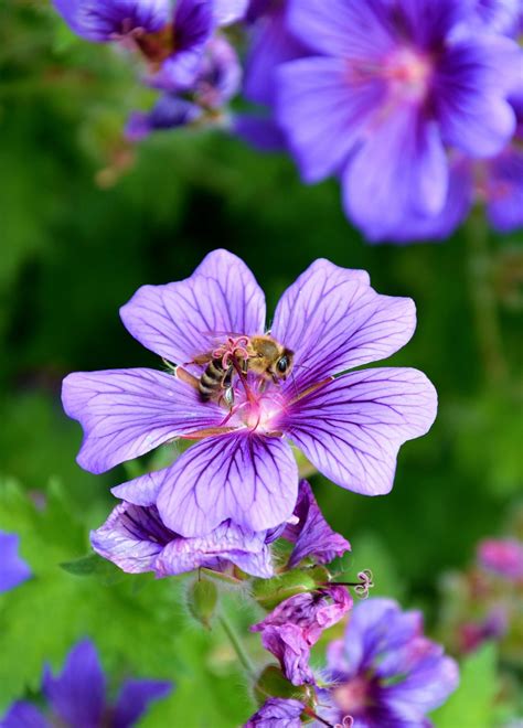 Hedge Cranesbill Plants Geranium Pyrenaecium Buy Online Landlife